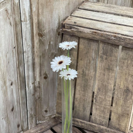 Germinie Blanc X3 2.40€