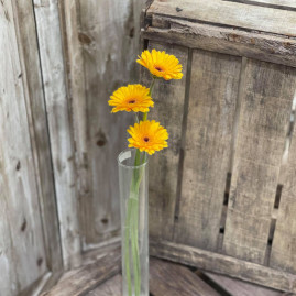 Germinie  jaune x3 2.40€