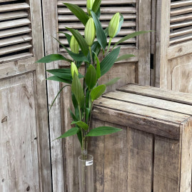 Lys longiflorom X3 6€