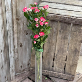 Rose branchue X3 4.50€