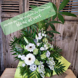 Plante garnie au choix du fleuriste blanc / vert