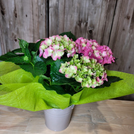 Hortensia pot en zing