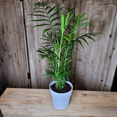 Areca cache pot en céramique