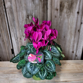 Cyclamen fushia
