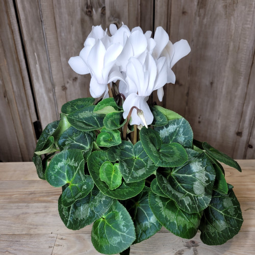 Cyclamen blanc