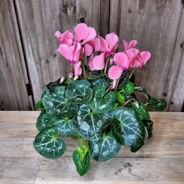 Cyclamen rose