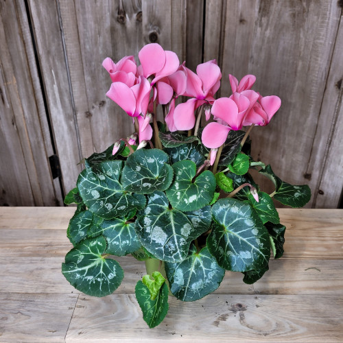 Cyclamen rose