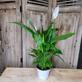 Petit Spathiphyllum