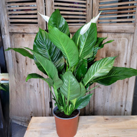 Gros Spathiphyllum
