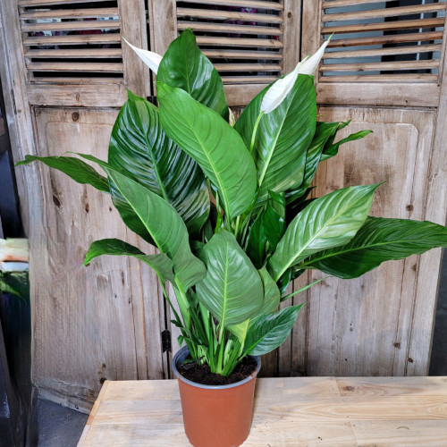 Gros Spathiphyllum