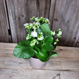 Kalanchoë