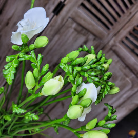 Freesia ( 10 tiges )