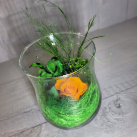 rosy rs orange