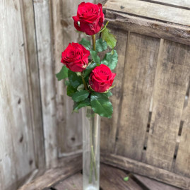 Roses rouges gros bouton X3