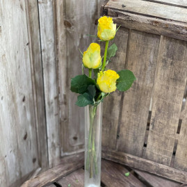 Roses jaunes gros bouton X3