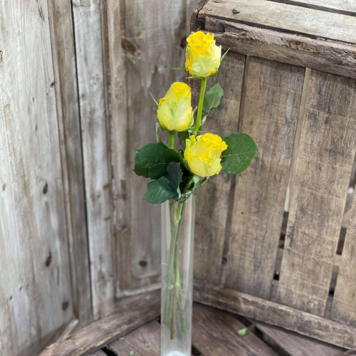 Roses jaunes gros bouton X3