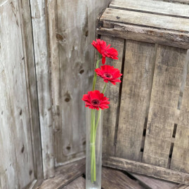 Germini rouge X3