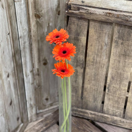 Germini orange X3