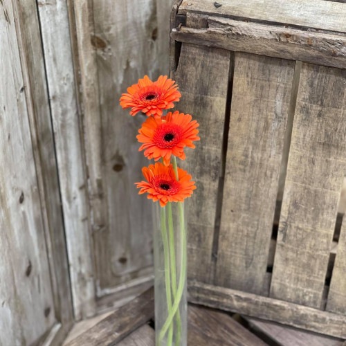 Germini orange X3