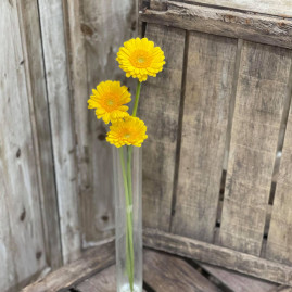 Germini jaune X3