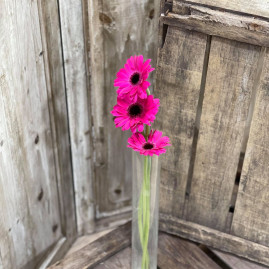 Germini Fushia X3