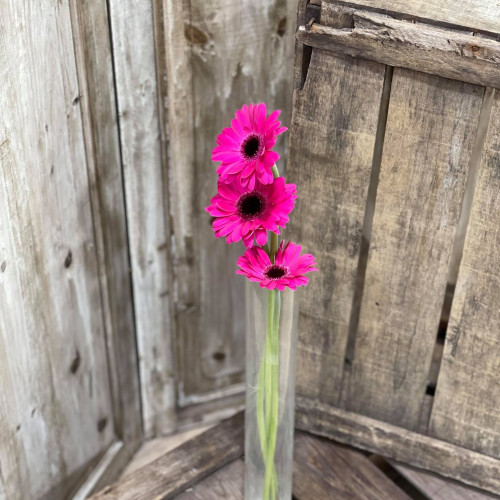 Germini Fushia X3