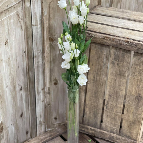 Lysianthus X3