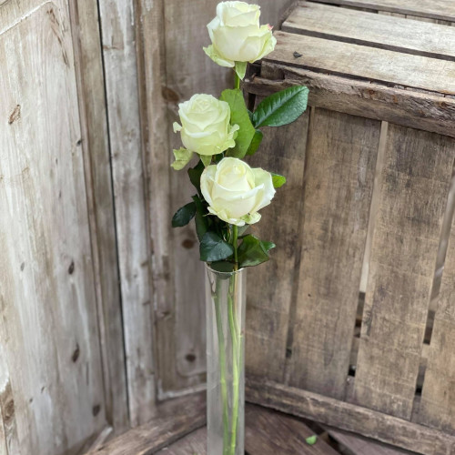Roses blanches gros bouton X3