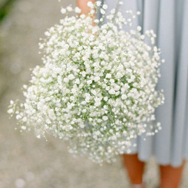 gypsophile à la tige