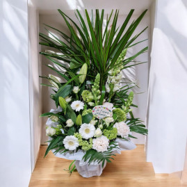Plante élégance