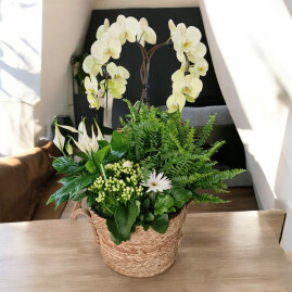 Reflet d'orchidée
