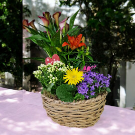 Rêve de calla