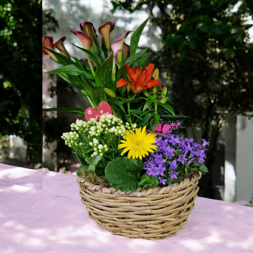 Rêve de calla