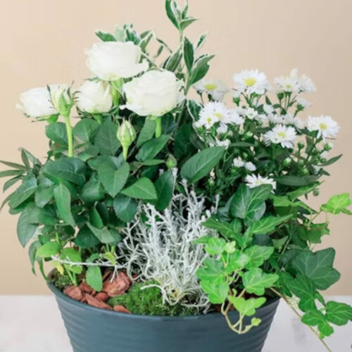 Composition de plantes de saisons