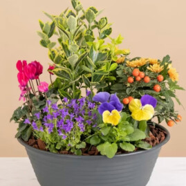 Composition de plantes de saisons