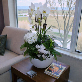 Symphonie d'orchidées blanches