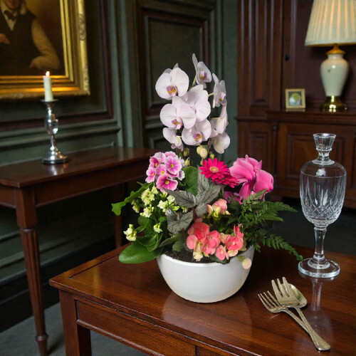 Symphonie d'orchidées rose pâle