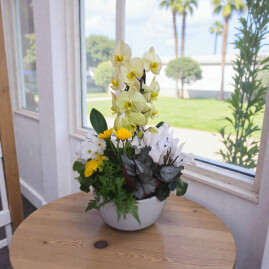 Symphonie d'orchidées jaune