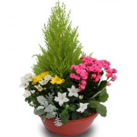 Composition de plantes de saisons